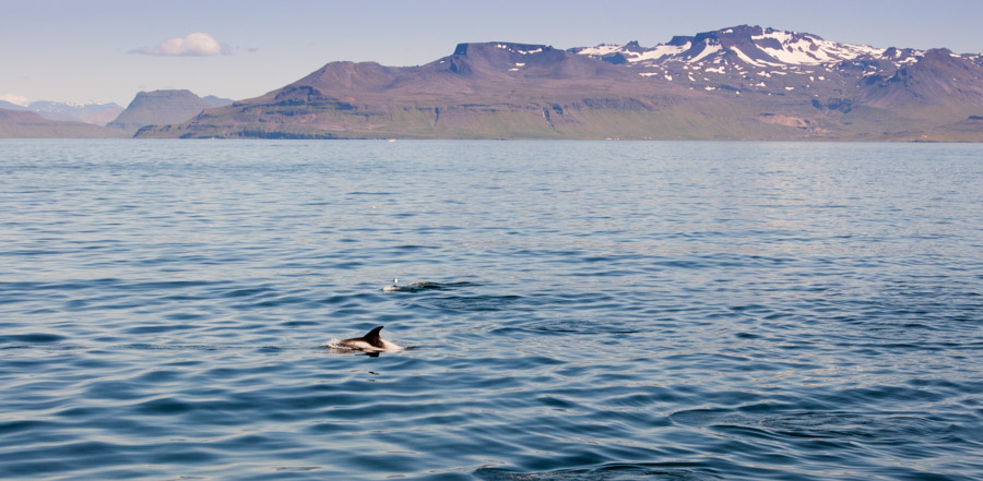 iceland dolphins