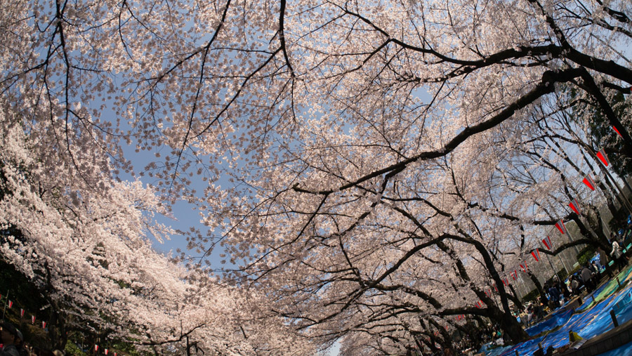 japan tokyo sakura