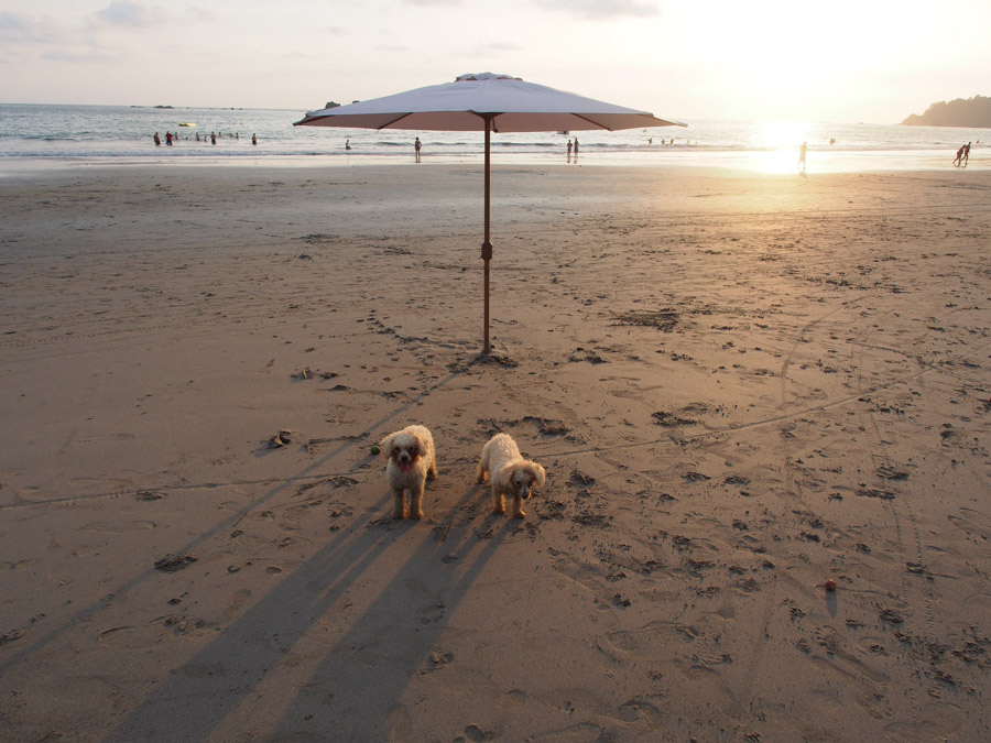 costa rica beach dogs