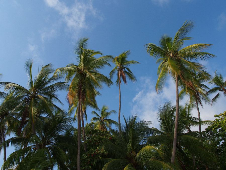 costa rica manuel antonio palm trees