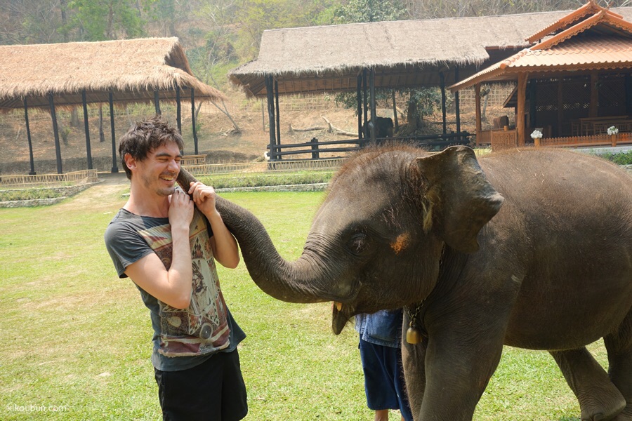 thailand doi suthep pui elephant erwan