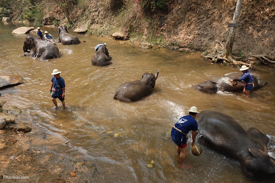 thailand doi suthep pui elephant park bath