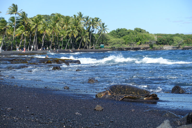 hawaii beach turtles