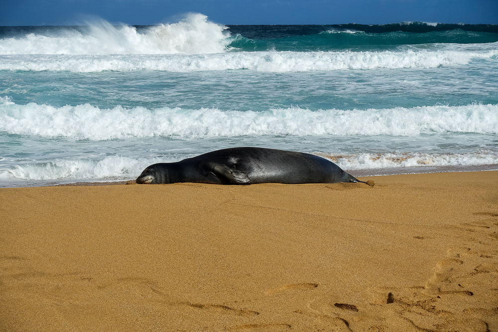 hawaii hanalei secret beach seal