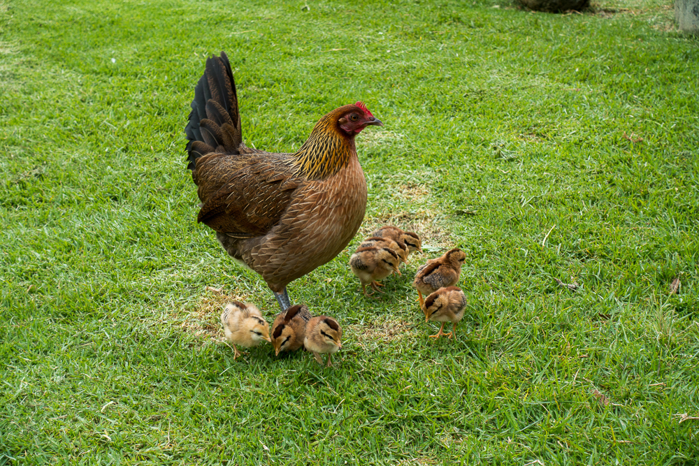 hawaii kokee parc chicken