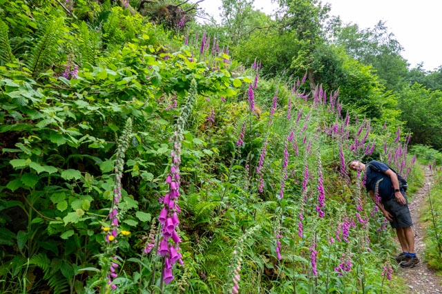 rando lynmouth lupins