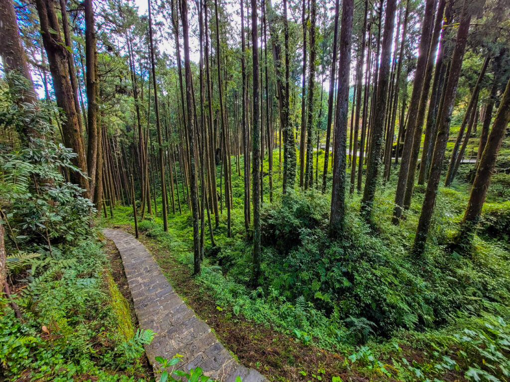 alishan path and trees