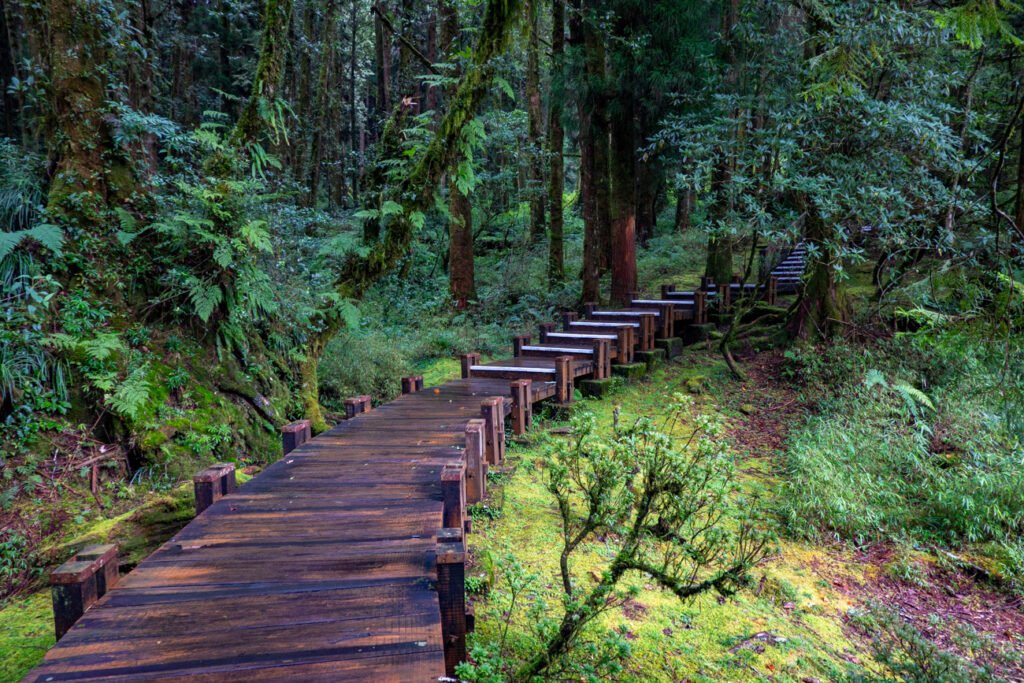 Alishan trail sentier sureleve