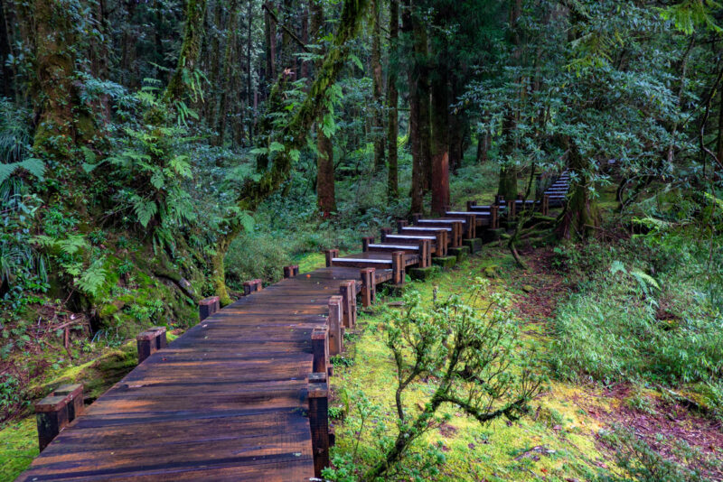 Alishan trail sentier sureleve