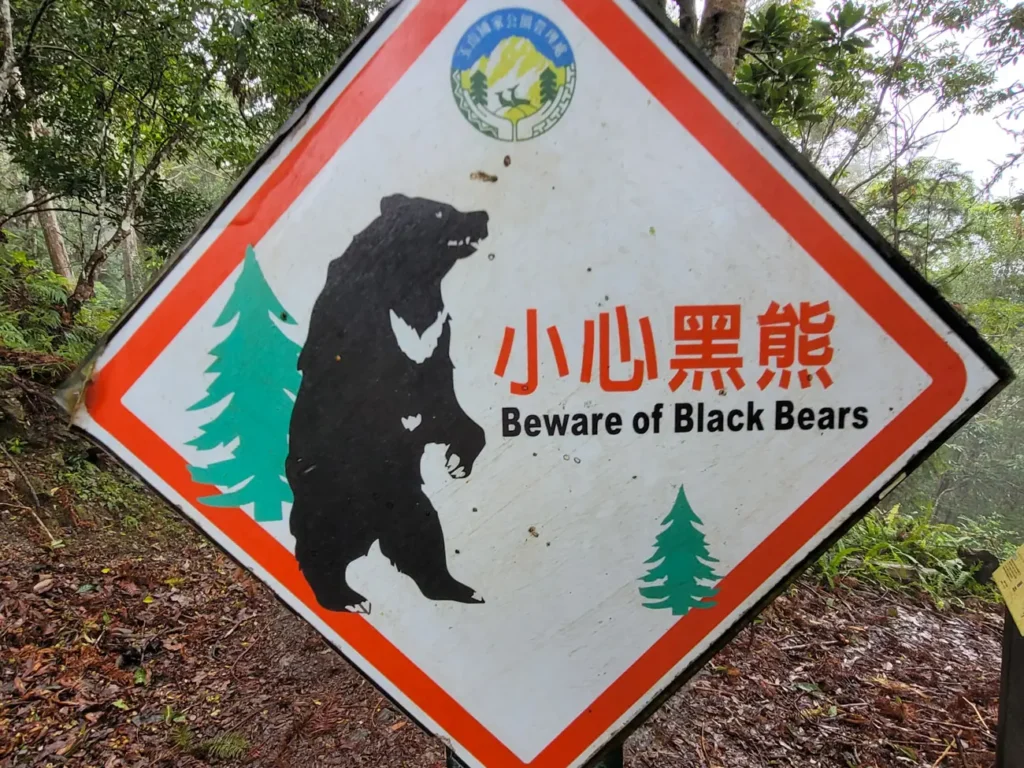 Attention aux ours noirs