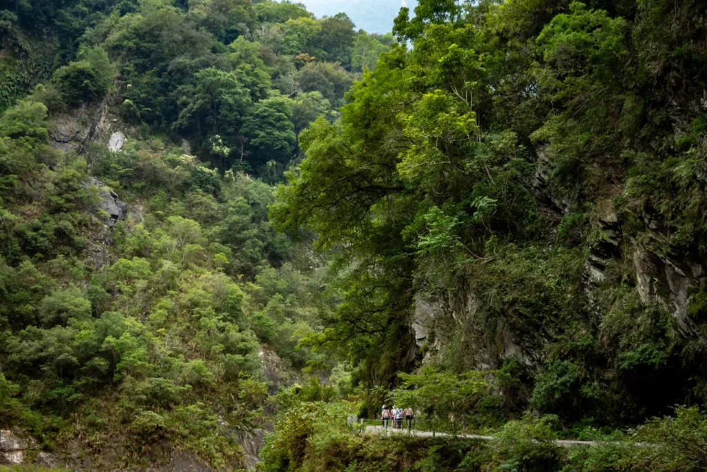 Baiyang trail and forest