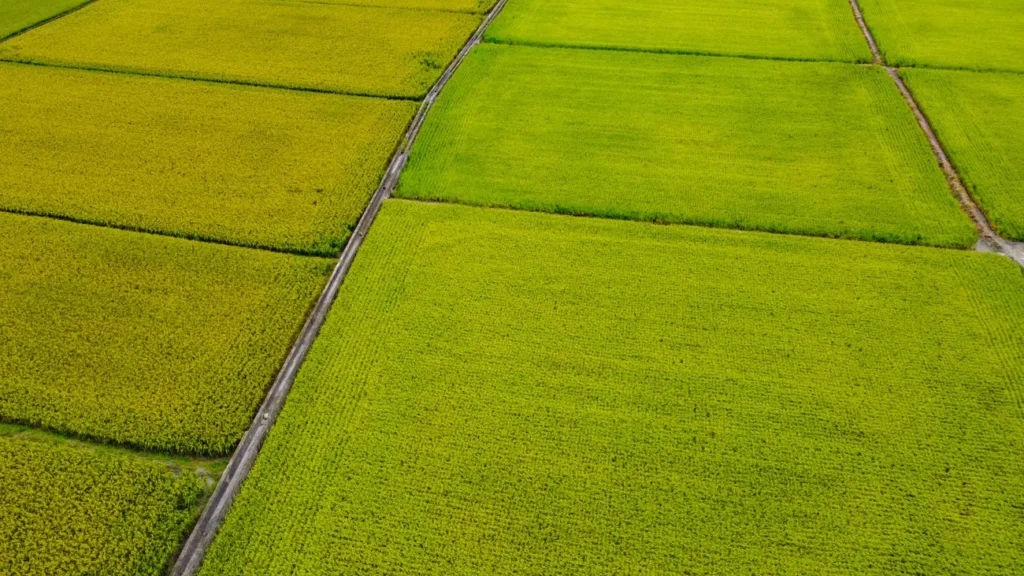 Chishang rice field from drone