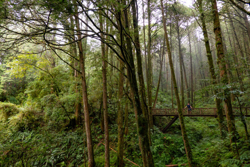 des ponts permettent de passer au dessus de la forêt