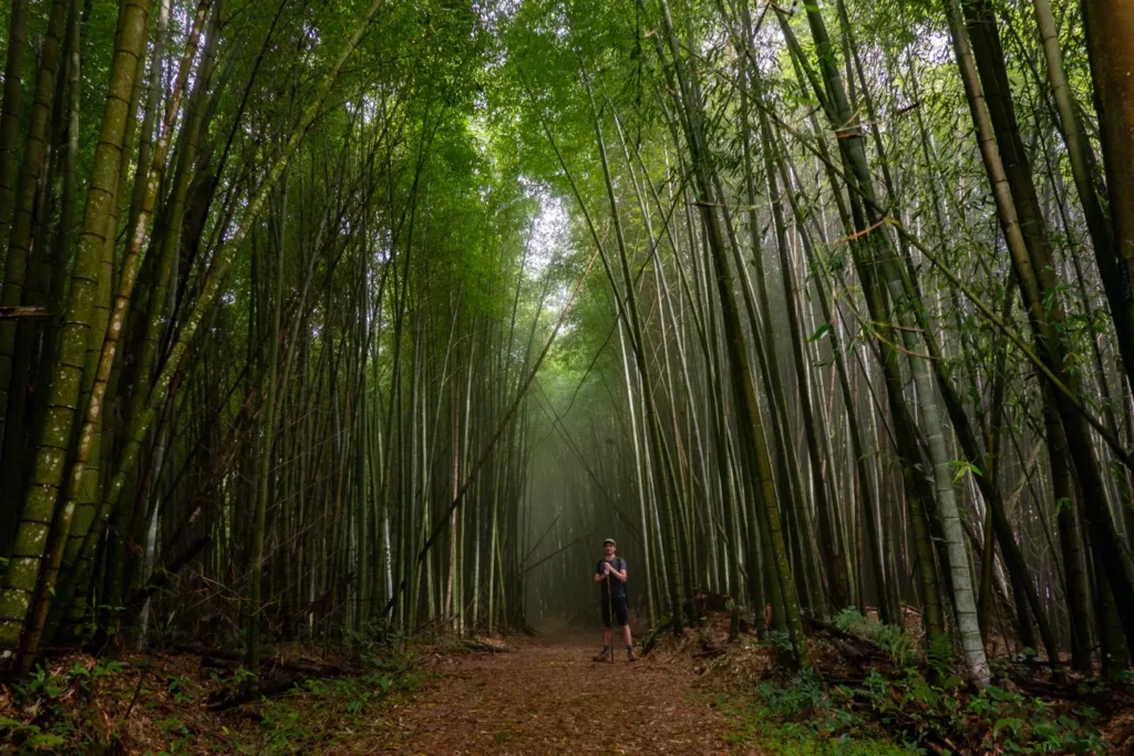 la lumière est magique sur ce sentier