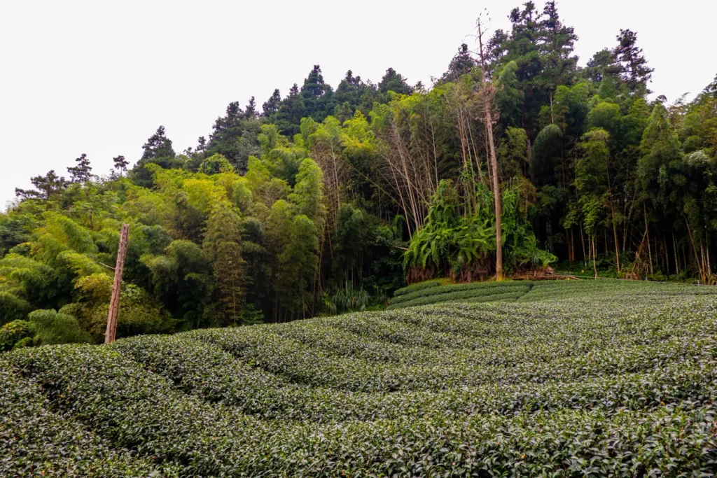 la piste alterne foret de bambous et culture de thé