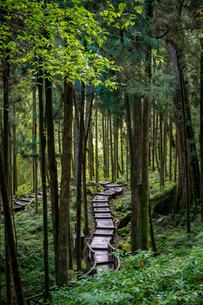 le sentier forestier alterne entre passages plats...