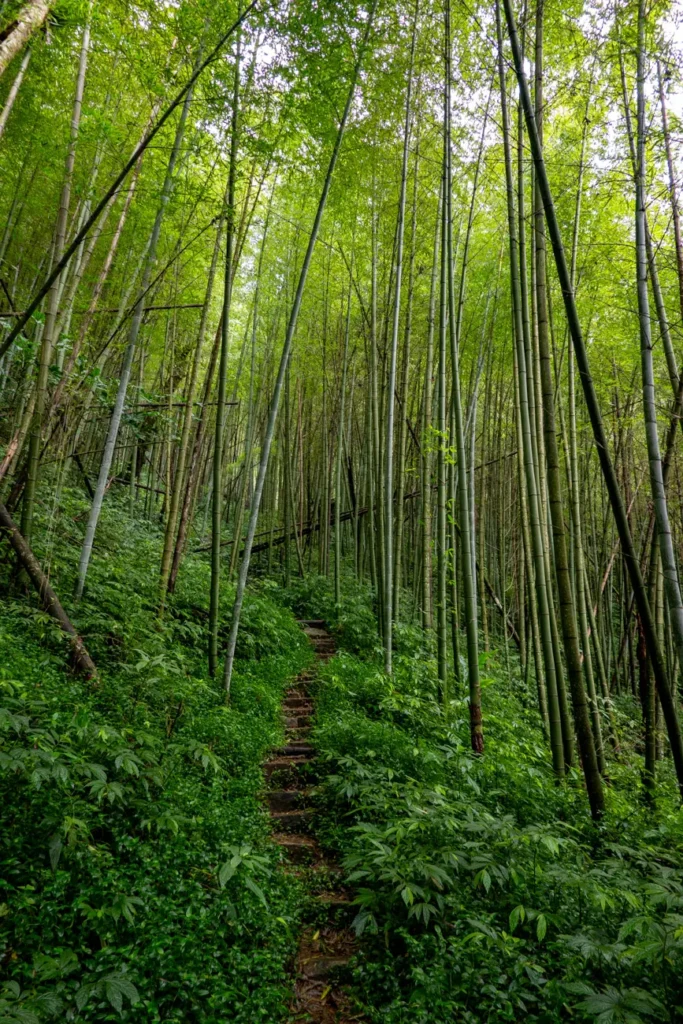 le sentier grimpe au milieu des bambous