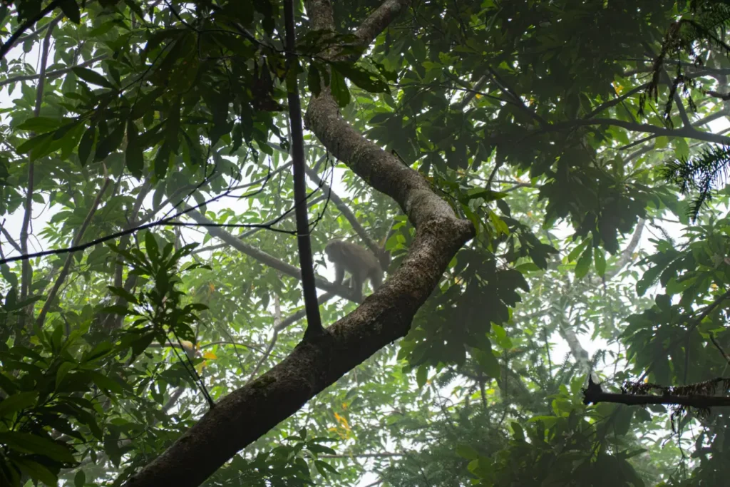 les singes jouent à cache à cache avec nous