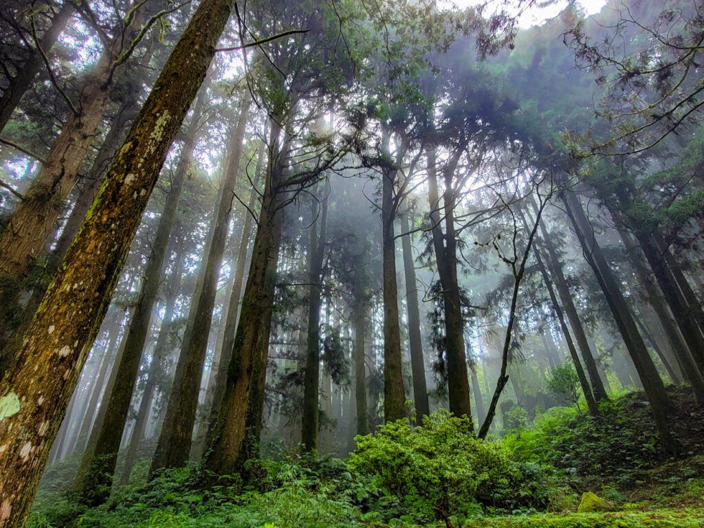 magique foret d'alishan