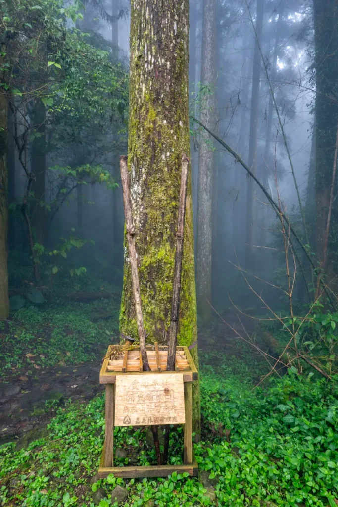 nous abandonnons nos deux batons de rando