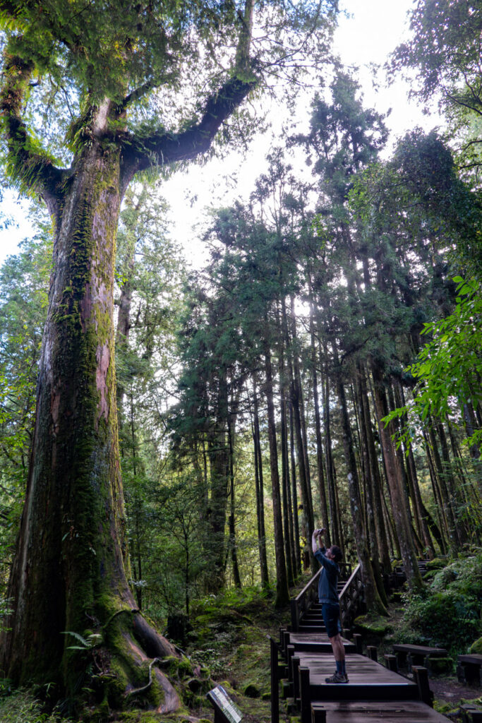 pas de probleme de croissance pour certains arbres