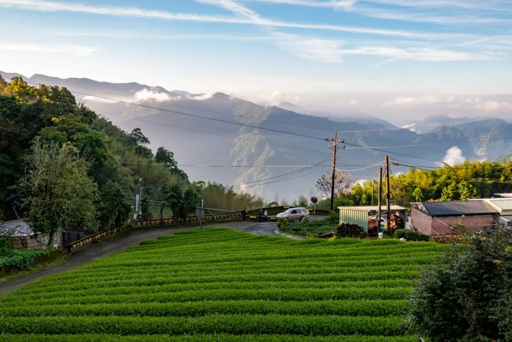 plantations de thé de l'hotel