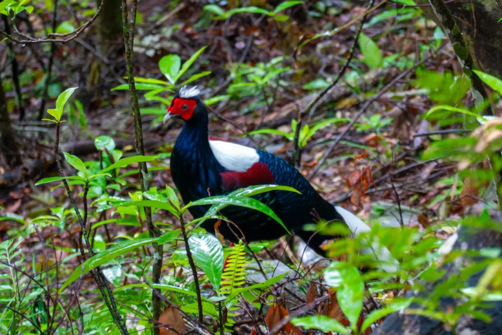 poule walami trail