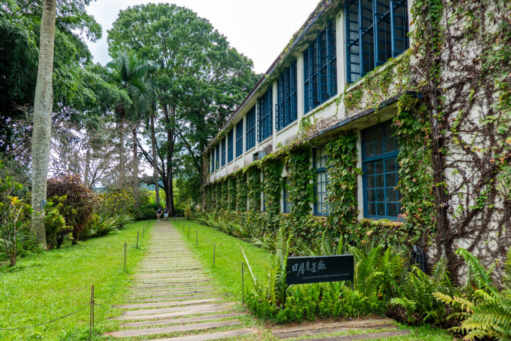 sun moon lake antique asam tea farm