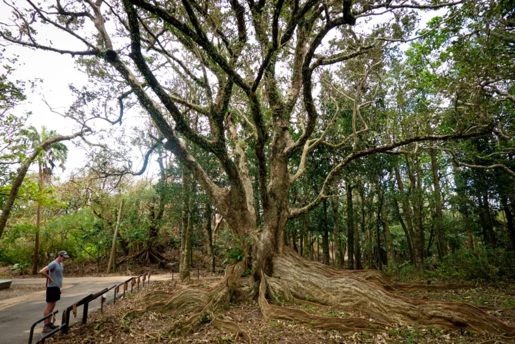 un arbre aux etranges racines